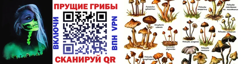 Псилоцибиновые грибы Psilocybe  где можно купить наркотик  Нарткала 